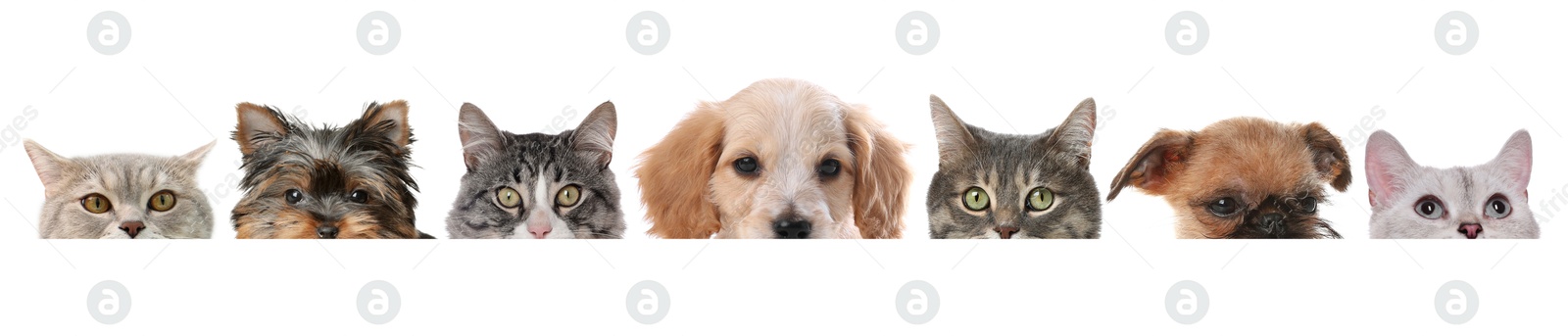 Image of Adorable cats and dogs peeking out from banner on white background