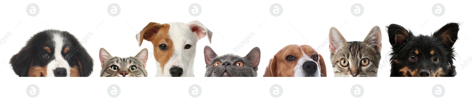 Image of Adorable cats and dogs peeking out from banner on white background