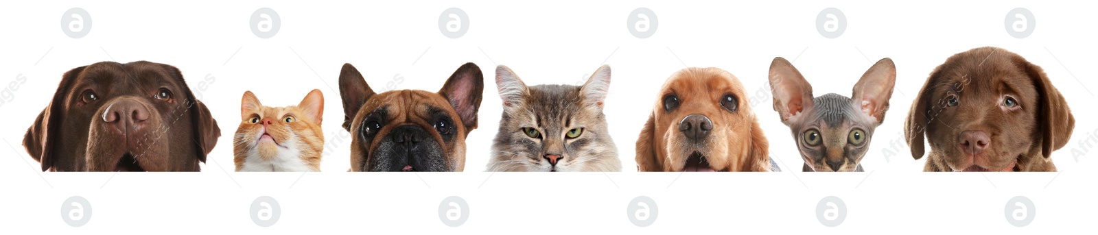 Image of Adorable cats and dogs peeking out from banner on white background