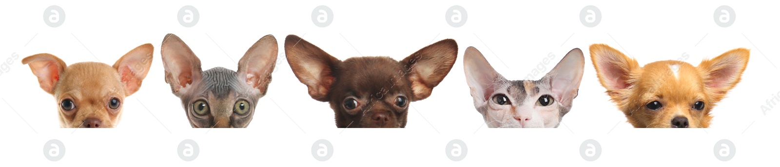 Image of Adorable cats and dogs peeking out from banner on white background