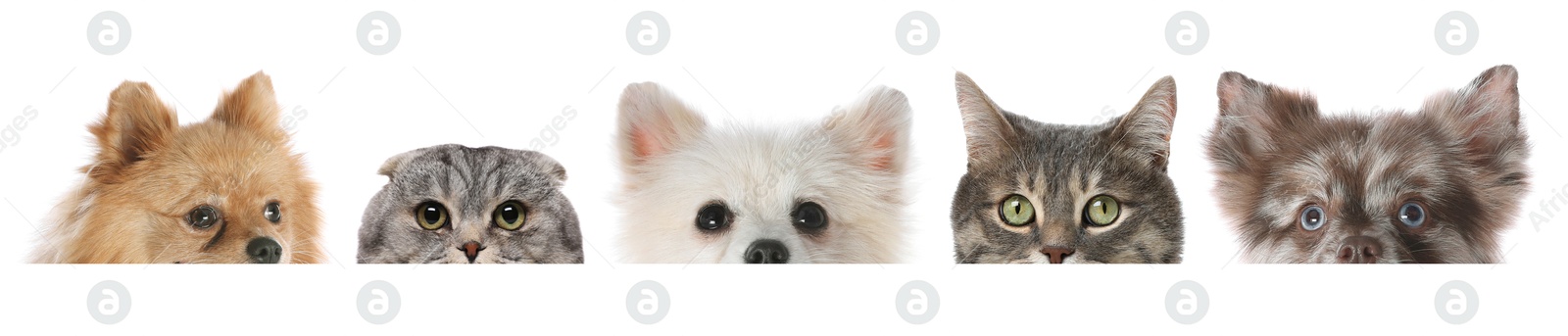 Image of Adorable cats and dogs peeking out from banner on white background