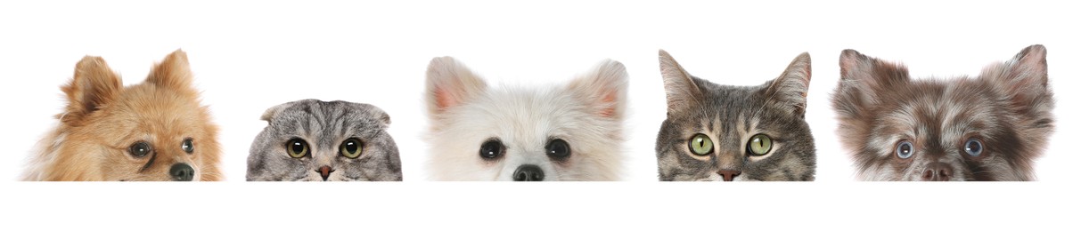 Image of Adorable cats and dogs peeking out from banner on white background