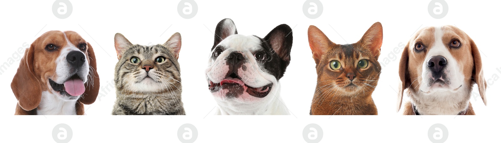 Image of Adorable cats and dogs peeking out from banner on white background