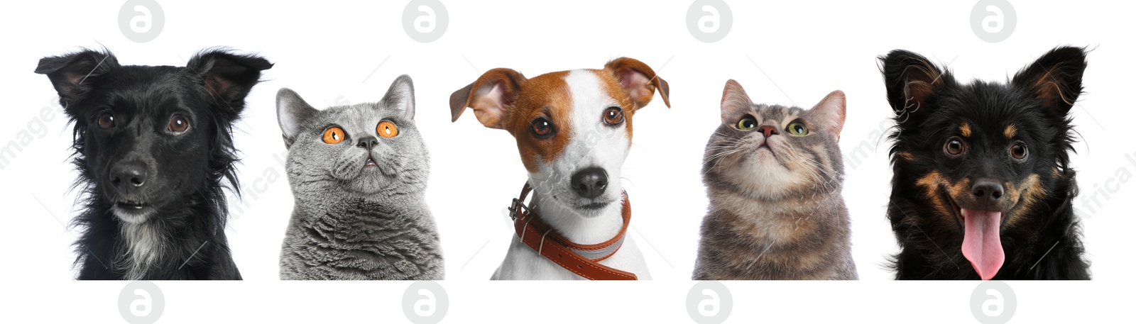 Image of Adorable cats and dogs peeking out from banner on white background