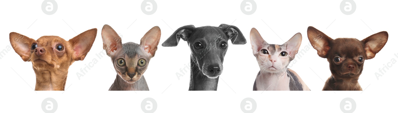 Image of Adorable cats and dogs peeking out from banner on white background