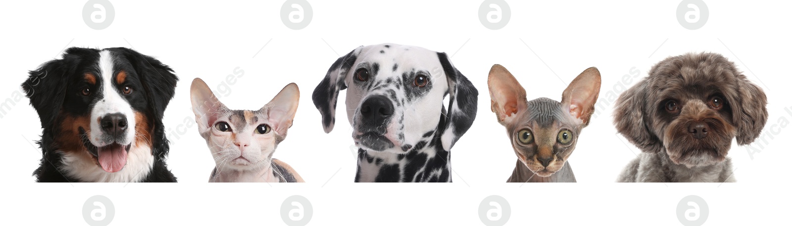 Image of Adorable cats and dogs peeking out from banner on white background