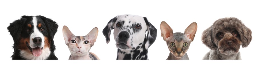 Image of Adorable cats and dogs peeking out from banner on white background