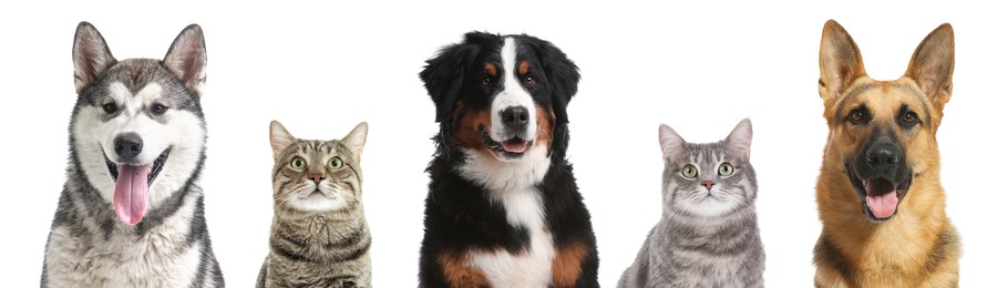 Image of Cute cats and dogs looking at camera on white background