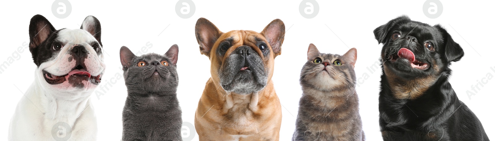 Image of Cute cats and dogs looking at camera on white background