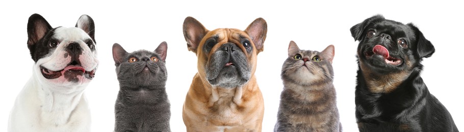 Image of Cute cats and dogs looking at camera on white background