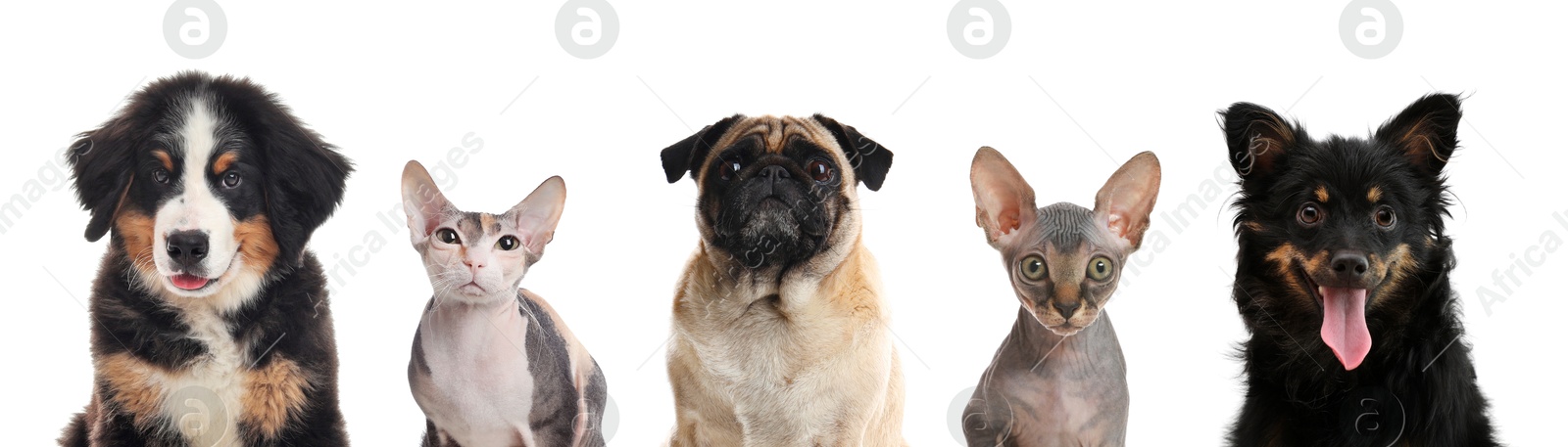 Image of Cute cats and dogs looking at camera on white background