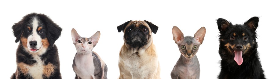 Image of Cute cats and dogs looking at camera on white background