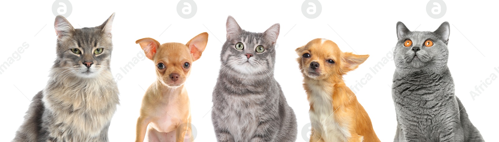 Image of Cute cats and dogs looking at camera on white background