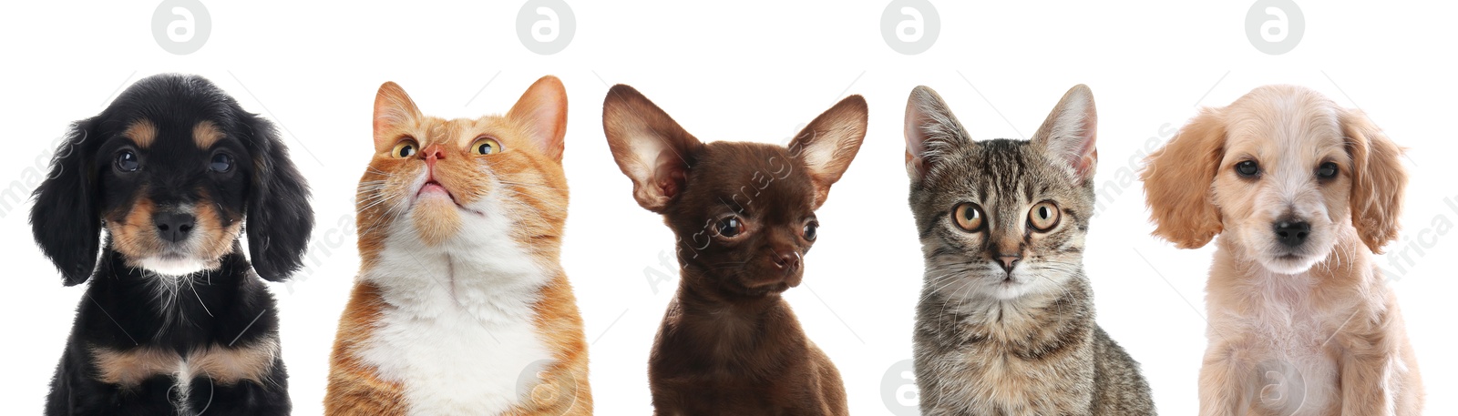 Image of Cute cats and dogs looking at camera on white background