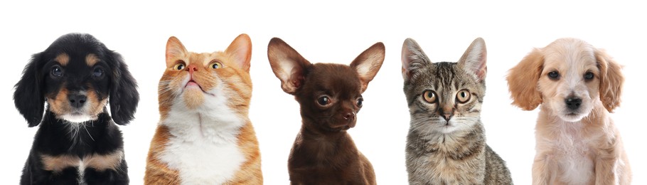 Image of Cute cats and dogs looking at camera on white background