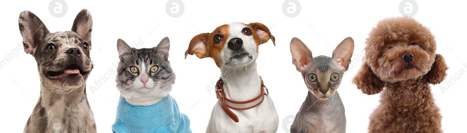 Image of Cute cats and dogs looking at camera on white background