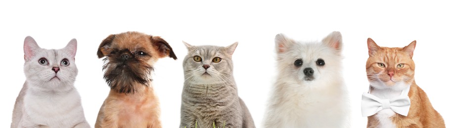 Image of Cute cats and dogs looking at camera on white background