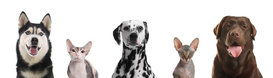 Image of Cute cats and dogs looking at camera on white background