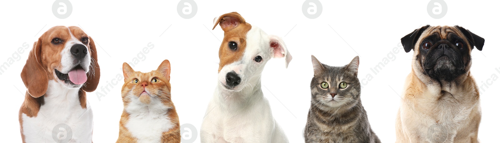 Image of Cute cats and dogs looking at camera on white background