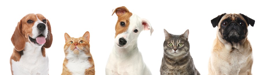 Image of Cute cats and dogs looking at camera on white background