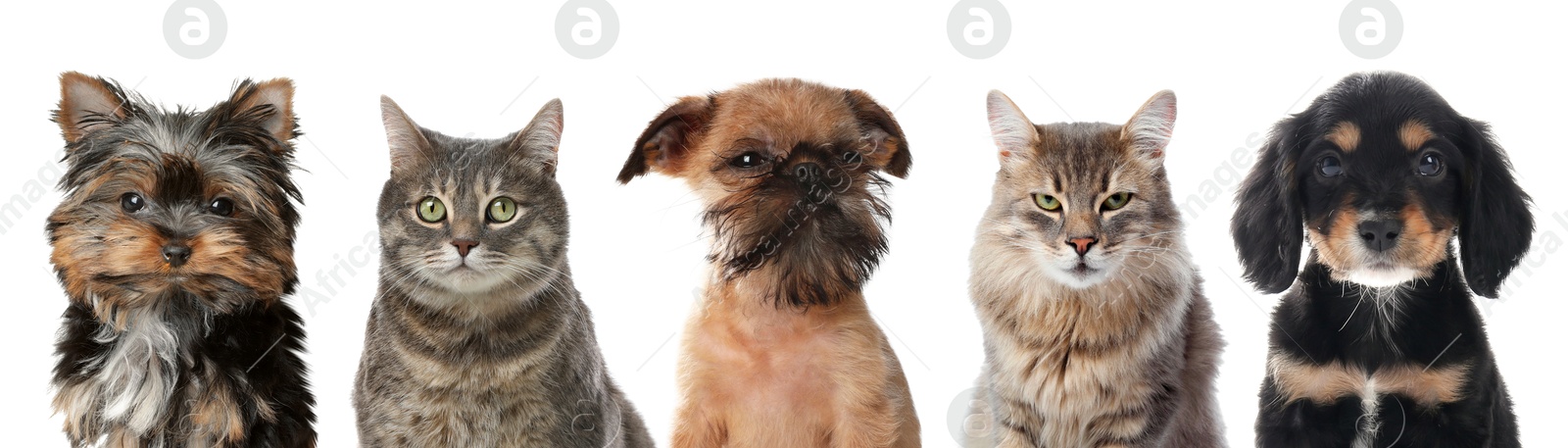 Image of Cute cats and dogs looking at camera on white background