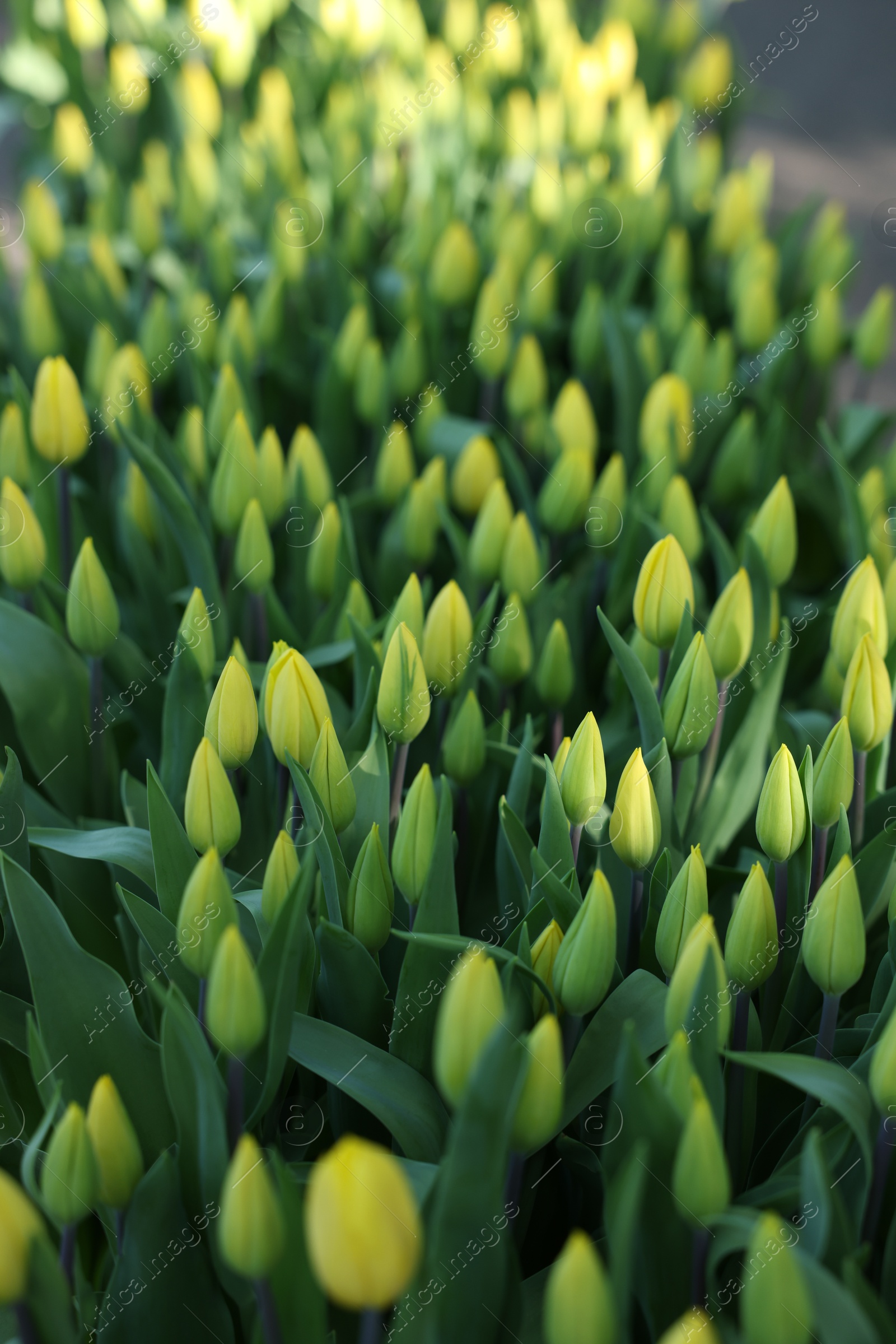 Photo of Many beautiful tulip flowers growing outdoors, closeup. Spring season