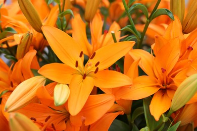 Photo of Beautiful lily plant with orange flowers as background, closeup