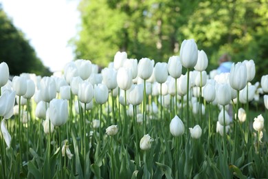 Photo of Many beautiful white tulip flowers growing outdoors, closeup. Spring season