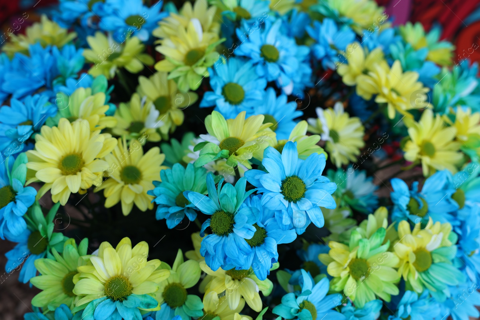 Photo of Beautiful chrysanthemum plant with yellow and light blue flowers as background, closeup