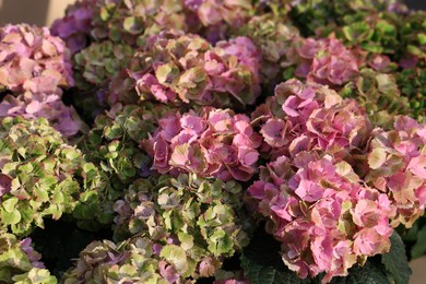 Beautiful hydrangea plant with colorful flowers as background, closeup