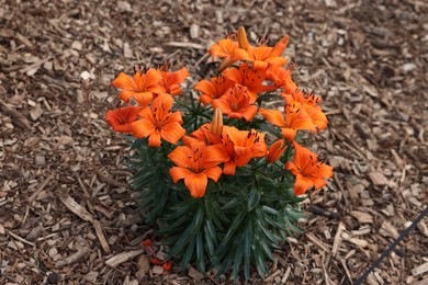 Beautiful blooming lily flowers in garden. Spring season