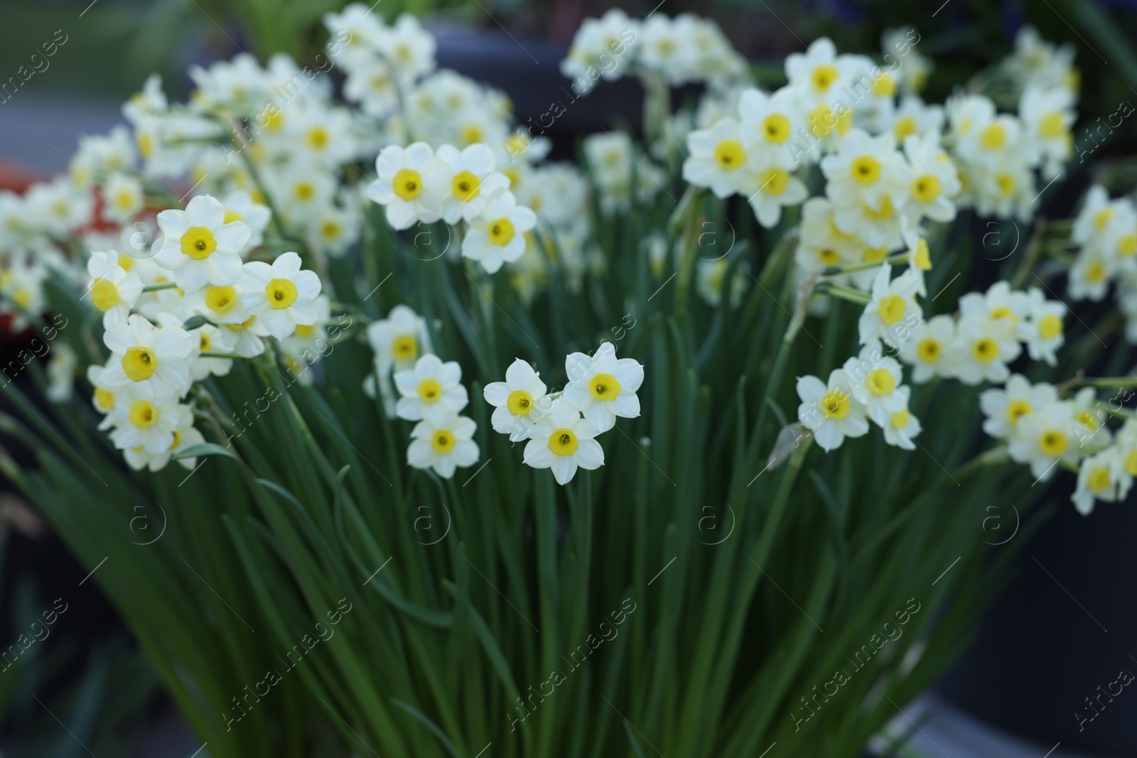 Photo of Many beautiful narcissus flowers growing outdoors. Spring season