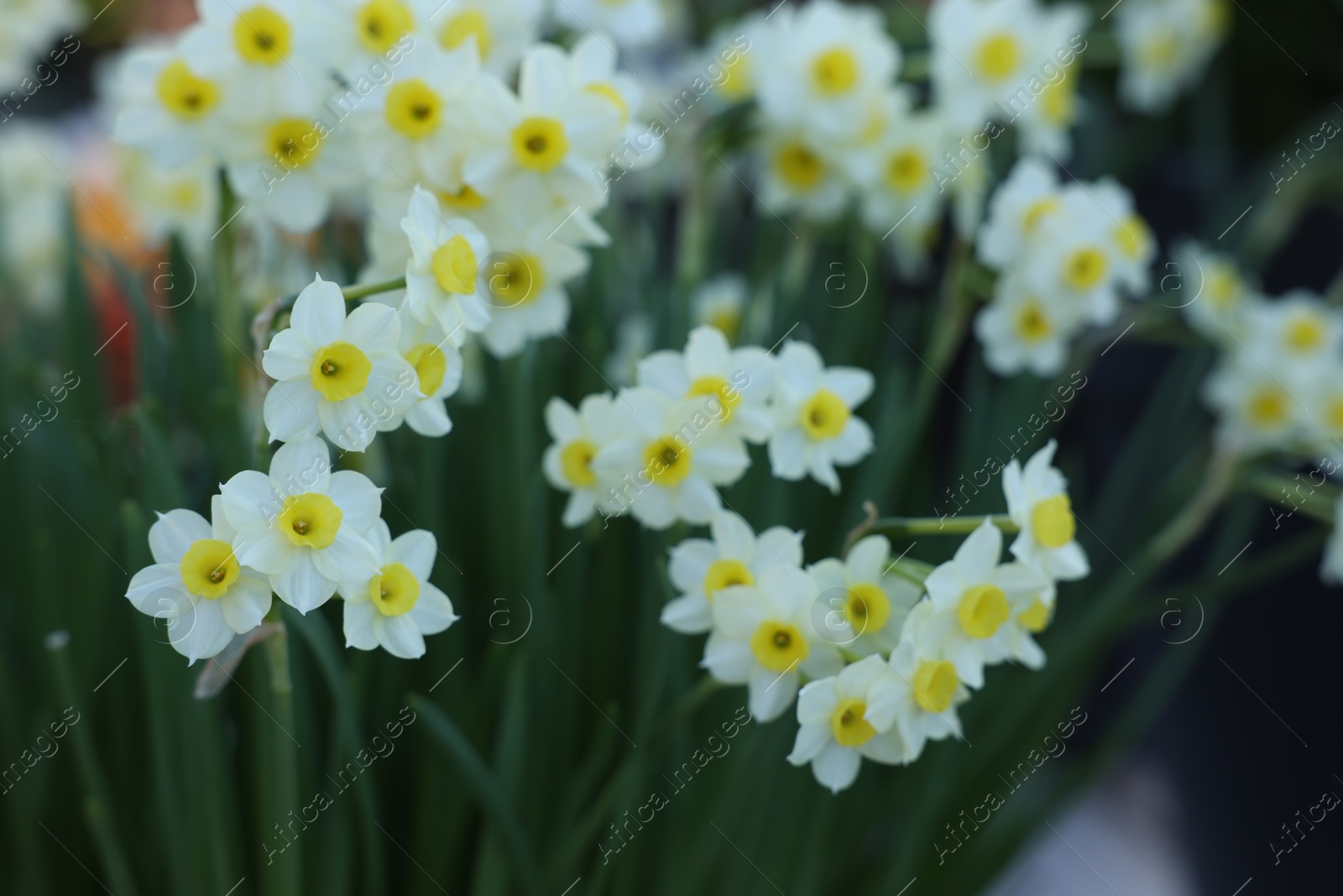 Photo of Many beautiful narcissus flowers growing outdoors, closeup. Spring season