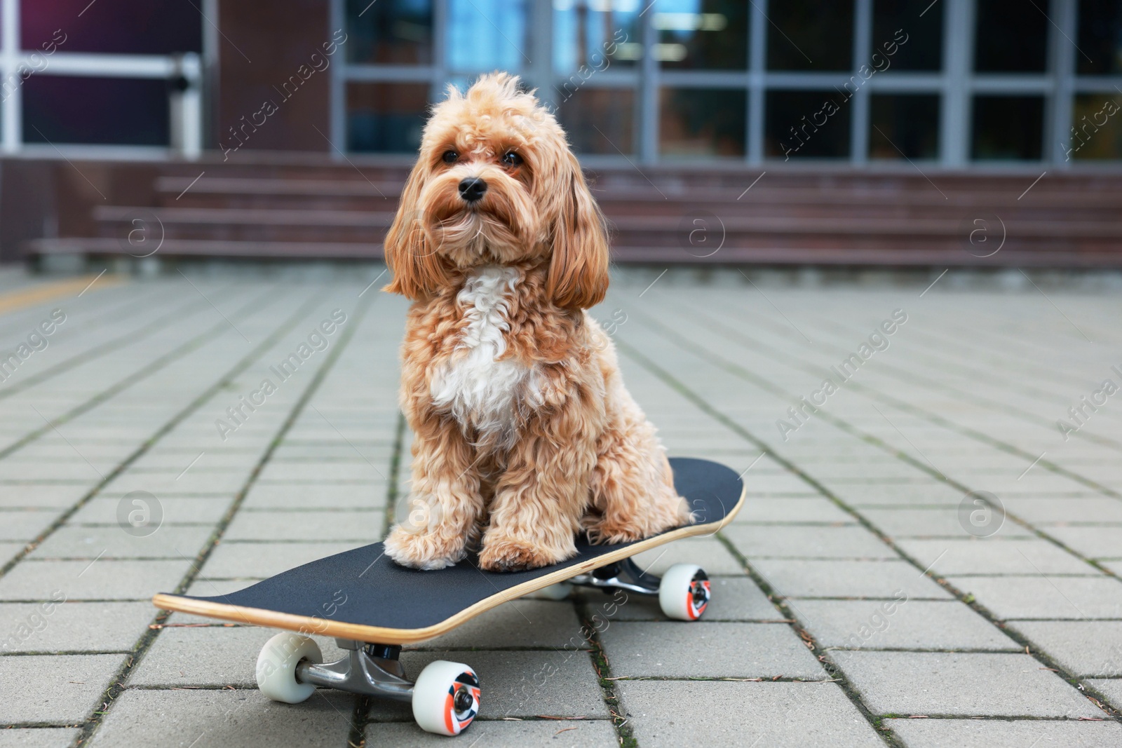 Photo of Cute Maltipoo dog with skateboard on city street