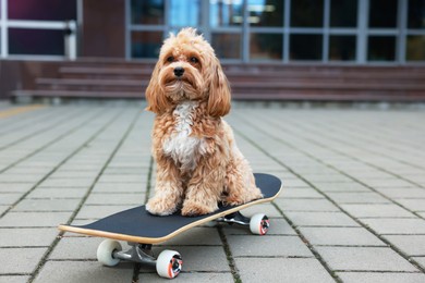 Photo of Cute Maltipoo dog with skateboard on city street