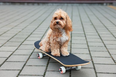 Photo of Cute Maltipoo dog with skateboard on city street