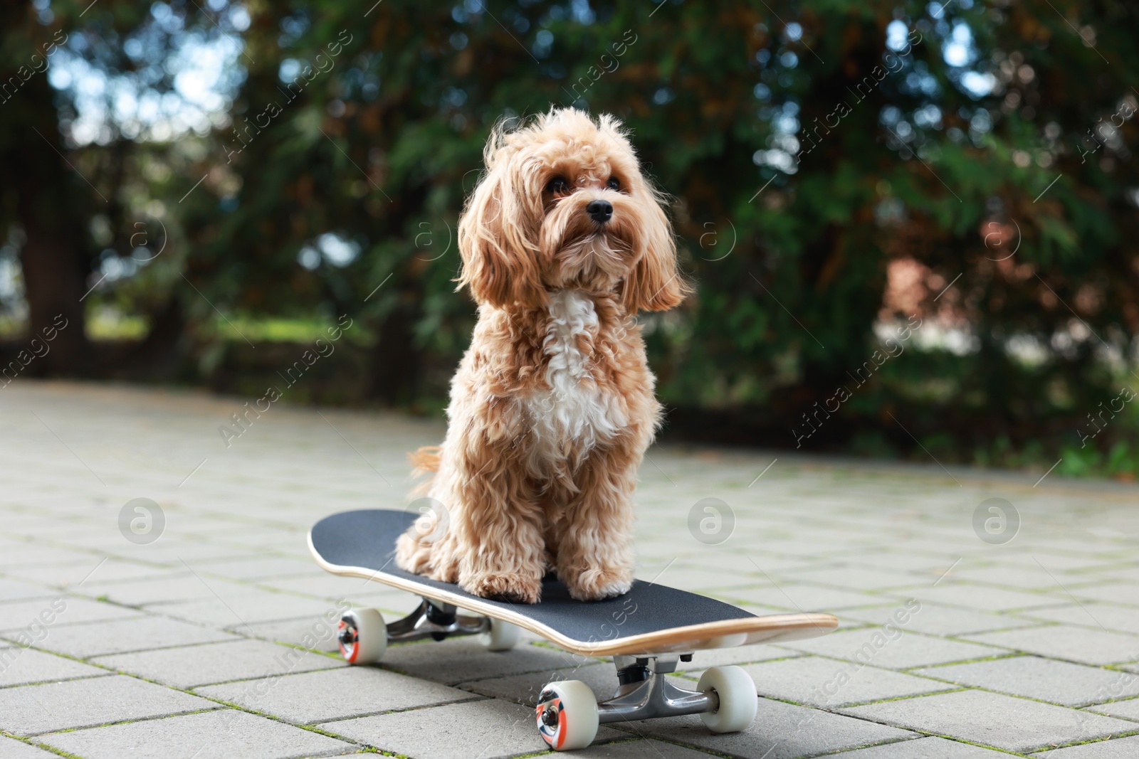 Photo of Cute Maltipoo dog with skateboard on city street