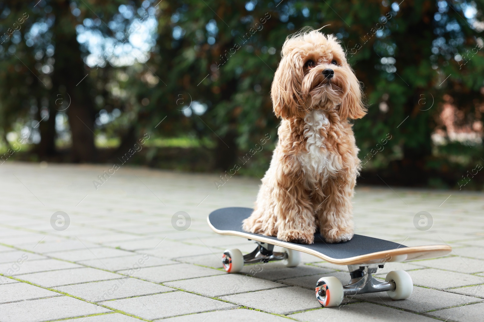 Photo of Cute Maltipoo dog with skateboard on city street. Space for text