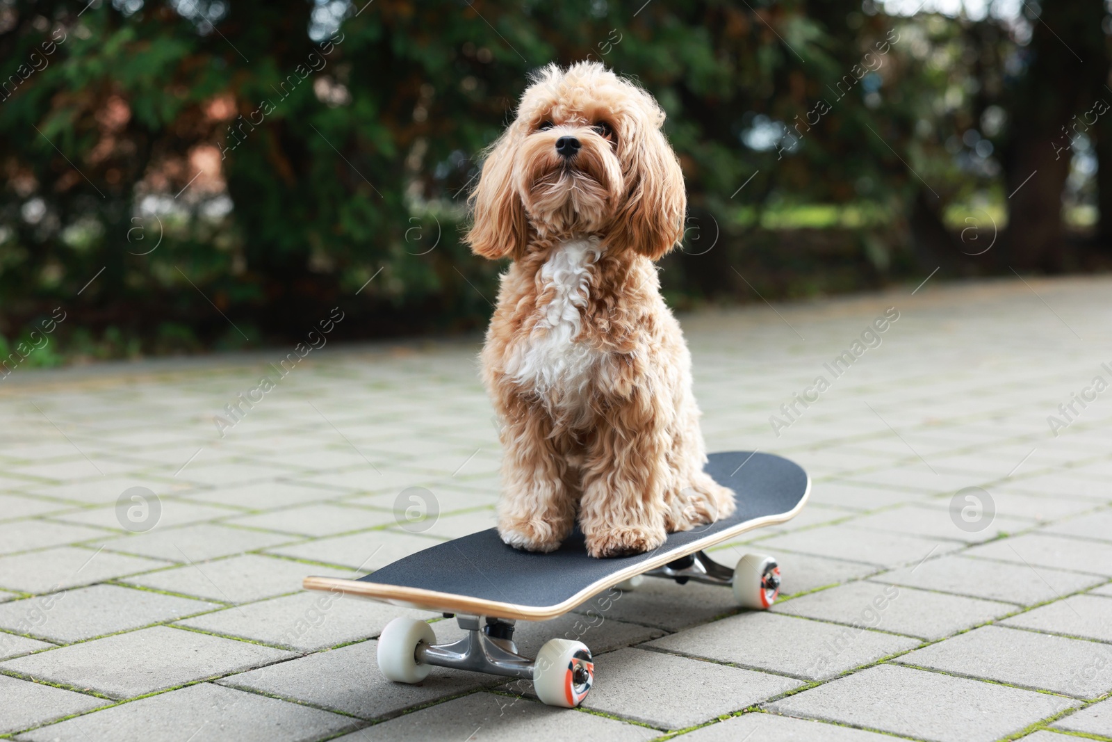 Photo of Cute Maltipoo dog with skateboard on city street