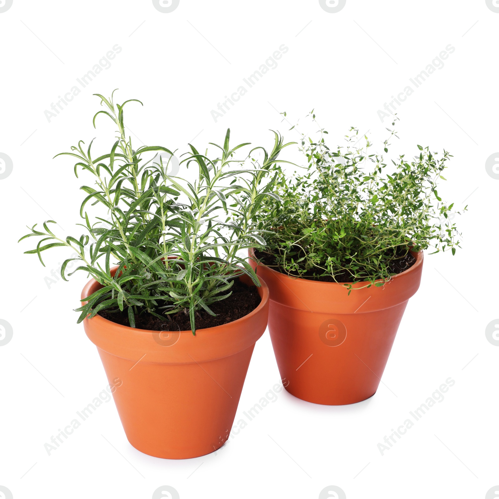 Photo of Aromatic herbs in pots isolated on white