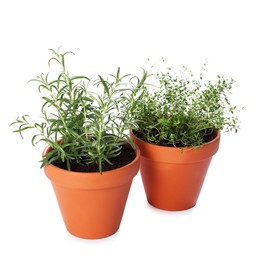 Photo of Aromatic herbs in pots isolated on white