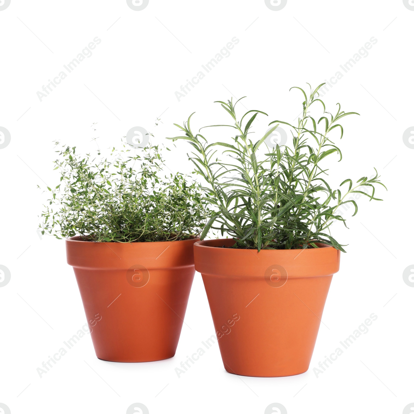 Photo of Aromatic herbs in pots isolated on white