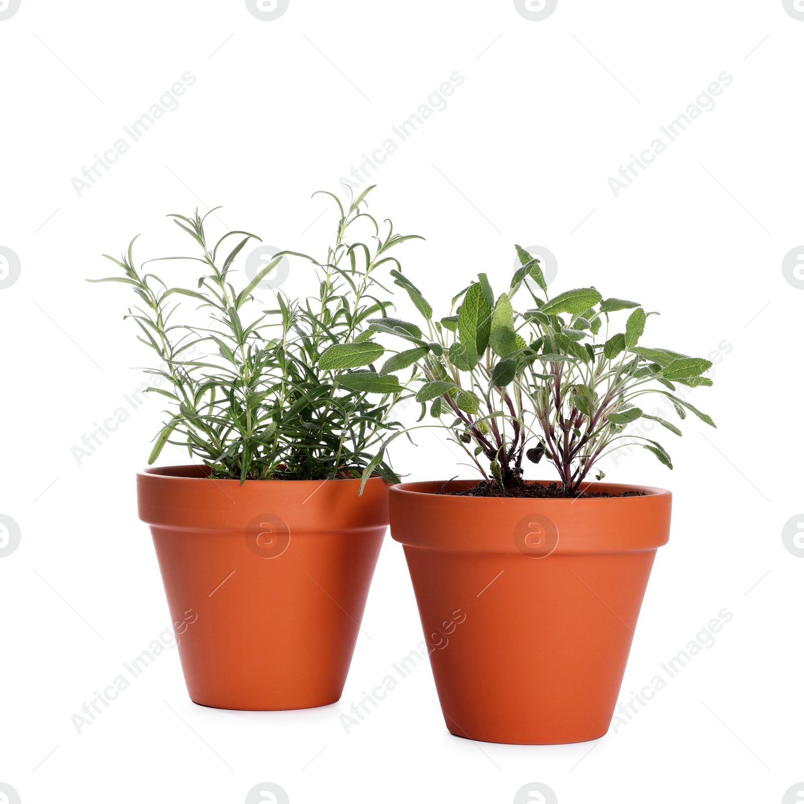 Photo of Aromatic herbs in pots isolated on white