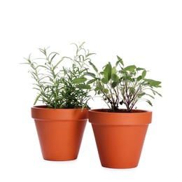 Photo of Aromatic herbs in pots isolated on white