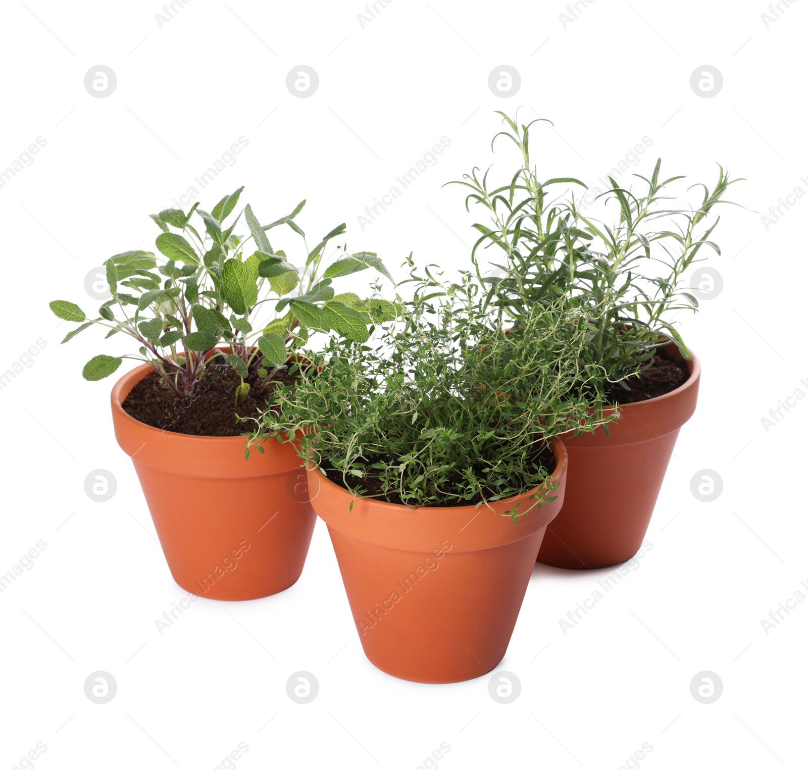 Photo of Aromatic herbs in pots isolated on white