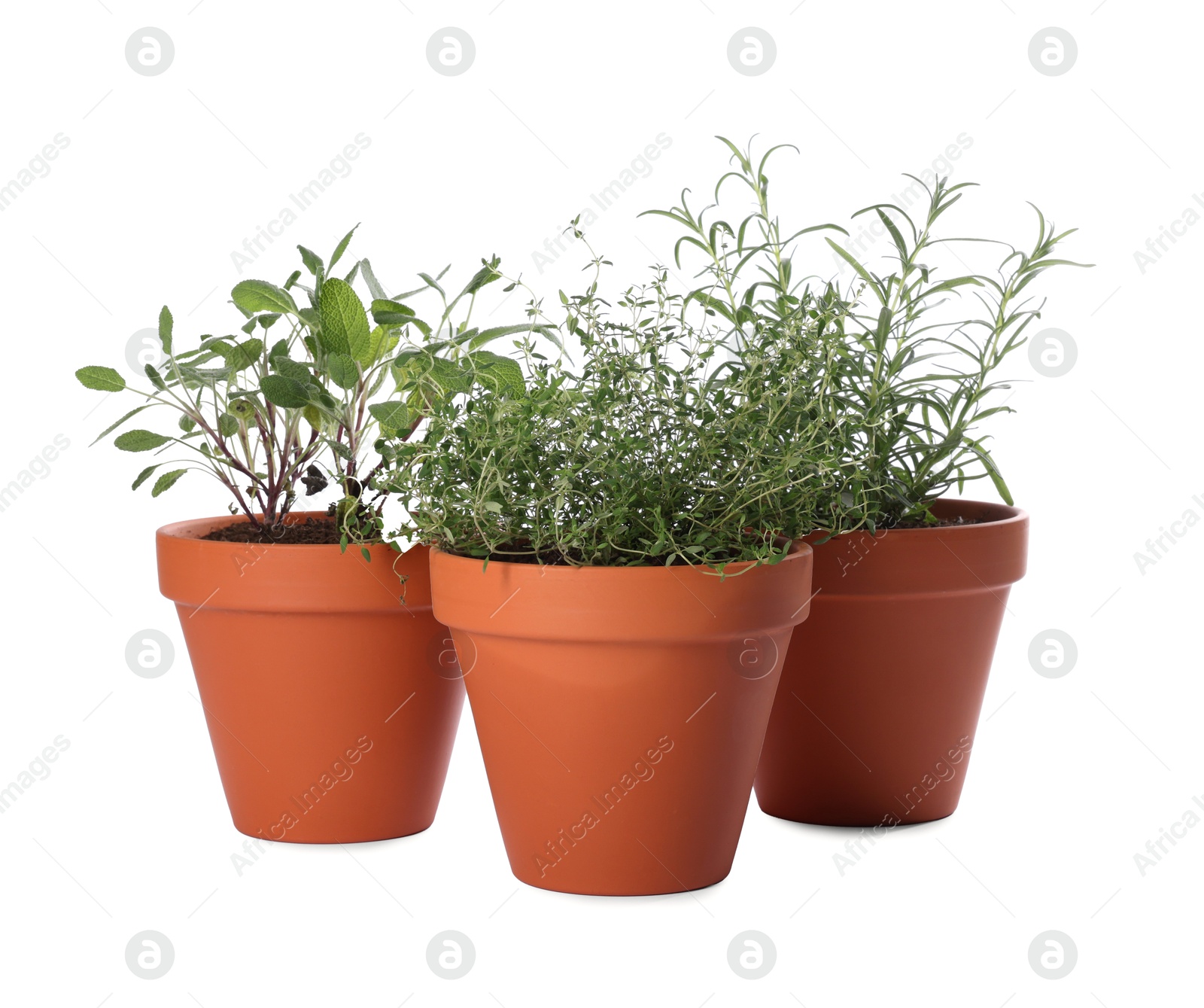 Photo of Aromatic herbs in pots isolated on white