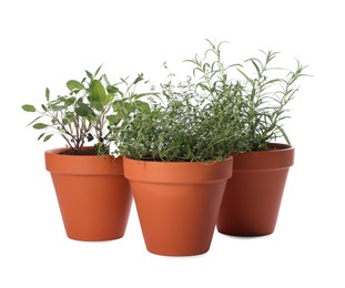 Photo of Aromatic herbs in pots isolated on white