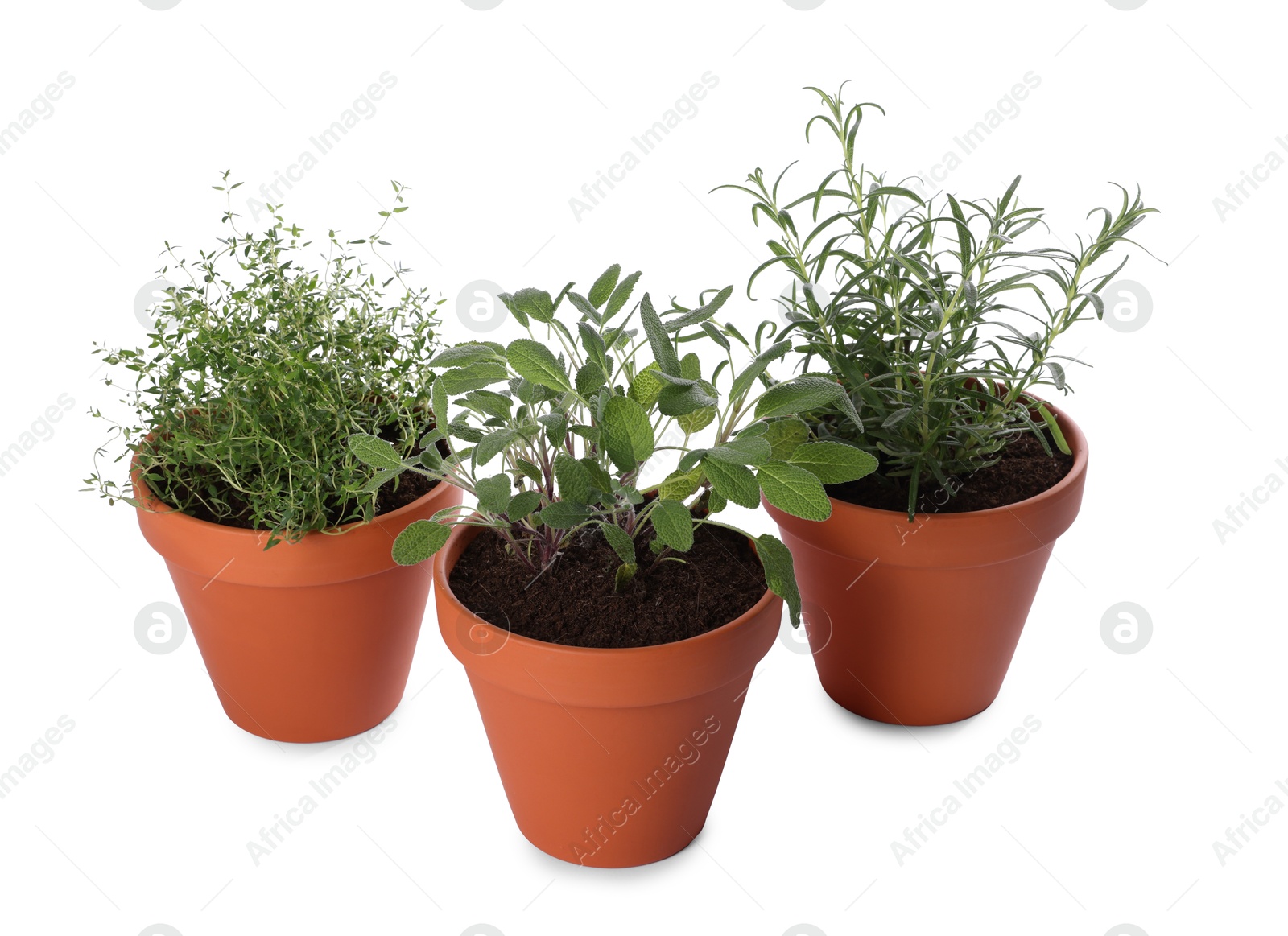 Photo of Aromatic herbs in pots isolated on white