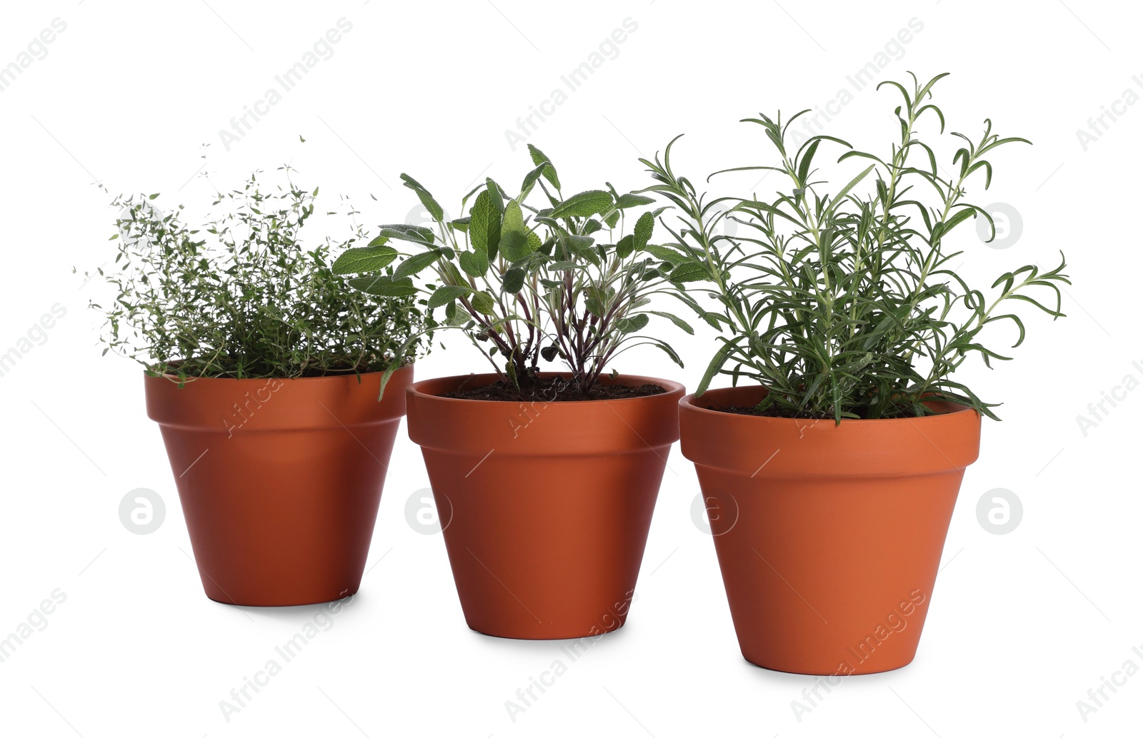 Photo of Aromatic herbs in pots isolated on white