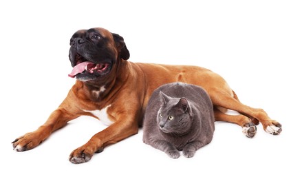 Photo of Cute dog and cat lying on white background